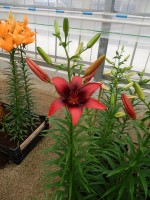 [4065 London Heart Mak No101.JPG]